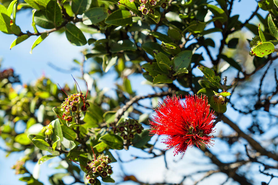 Red Ohia Lehua Blossom Photograph By David L Moore - Fine Art America