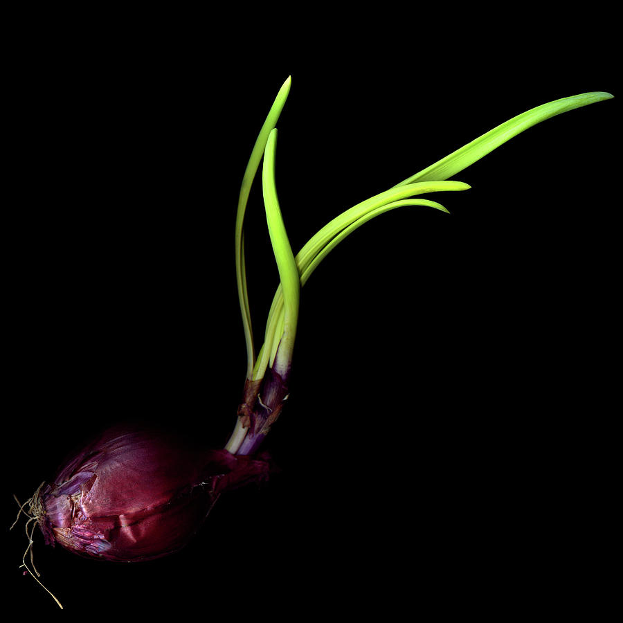 Red Onion Bulb Photograph by Photograph By Magda Indigo