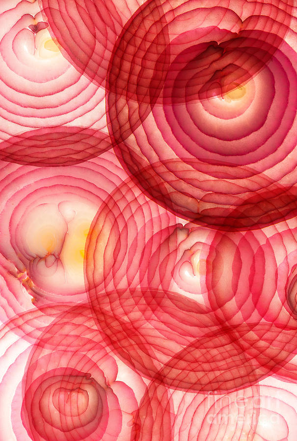 Red Onion Segments Photograph by Ryan Matthew Smith