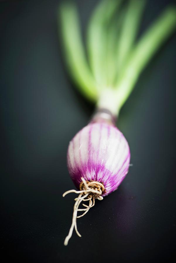 Red Onion With Green Top Photograph by Hallstrm, Lars