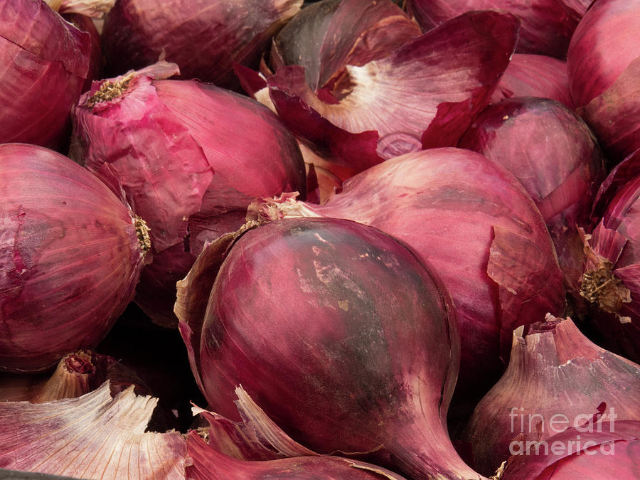Red Onions Photograph by Christy Garavetto