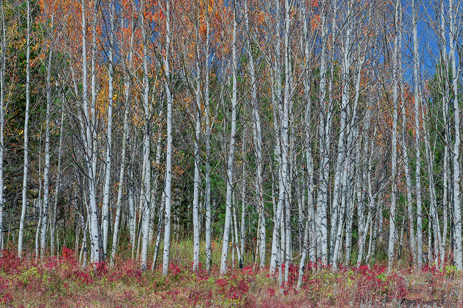 Tree Photograph - Red Orange Blue Stick Forest  by James BO Insogna