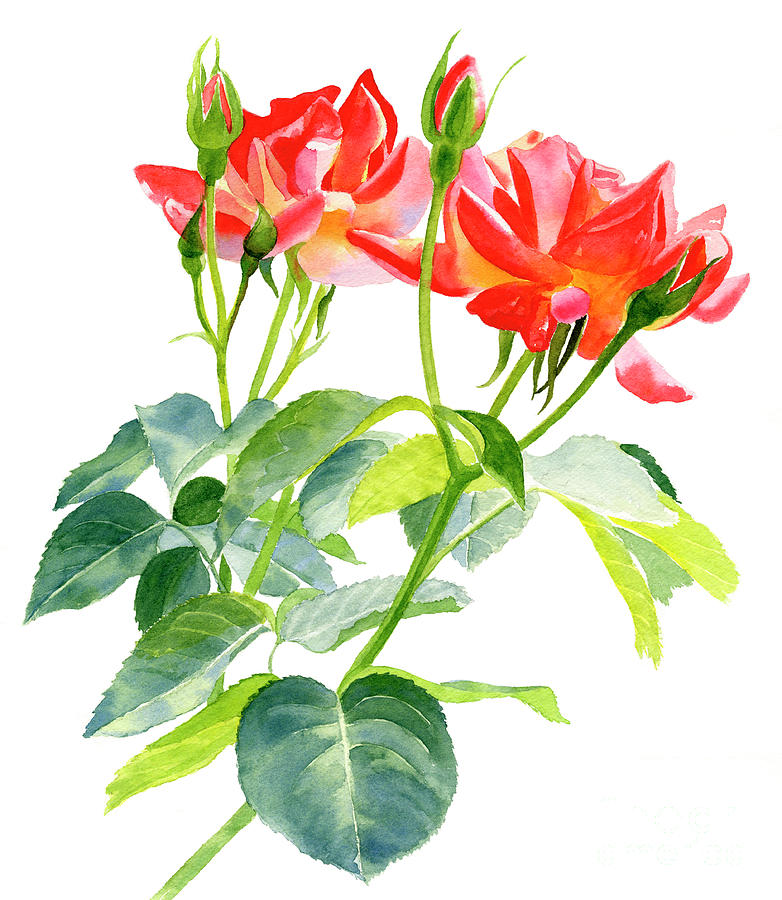 Red Orange Rose Blossoms with Buds Painting by Sharon Freeman