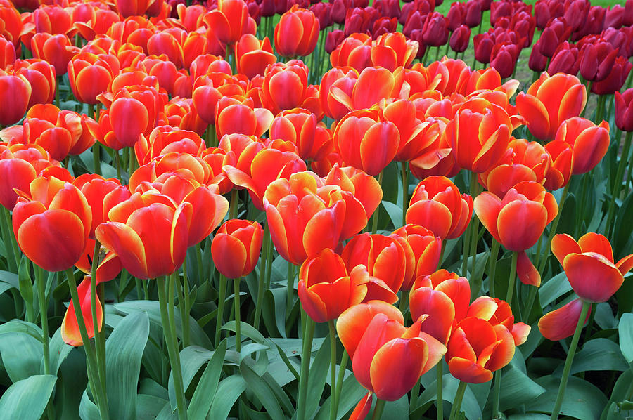 Red Orange Tulipa Ad Rem Photograph by Jenny Rainbow