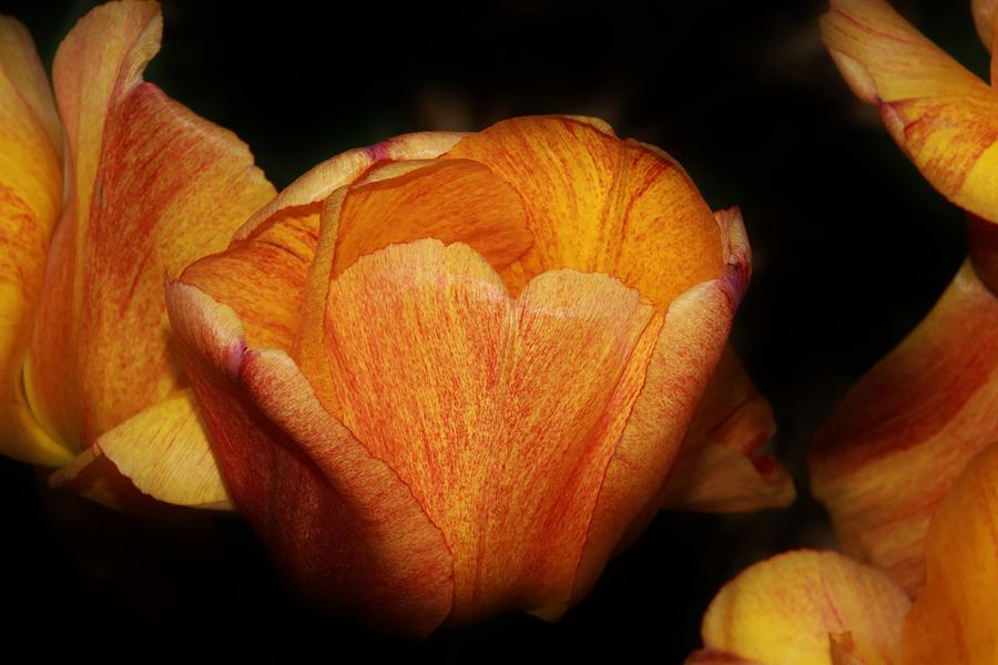 Red Orange Yellow Tulip Photograph by Karen Silvestri - Fine Art America