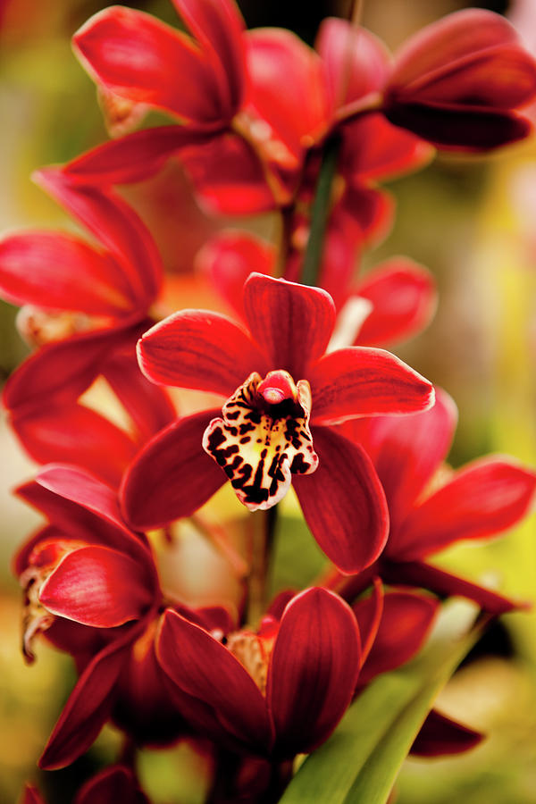 Red Orchid Flowers Photograph by Dan Pfeffer