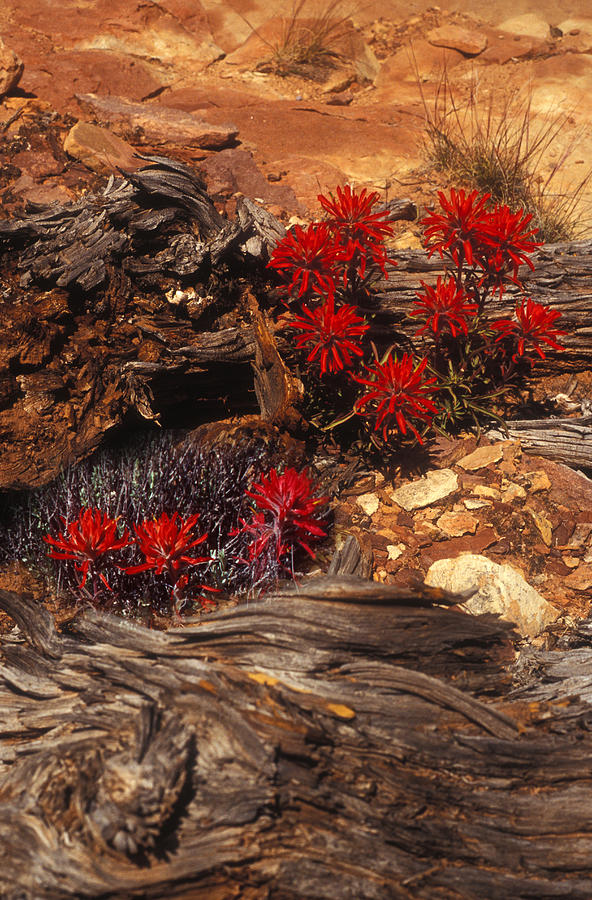Red Paintbrush Cactus Photograph by Lyle Leduc