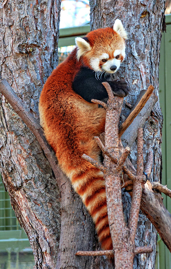 Red Panda 2 Photograph by Steve Harrington