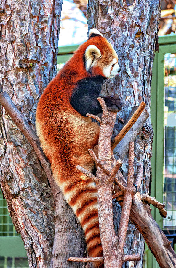 Red Panda 4 Photograph