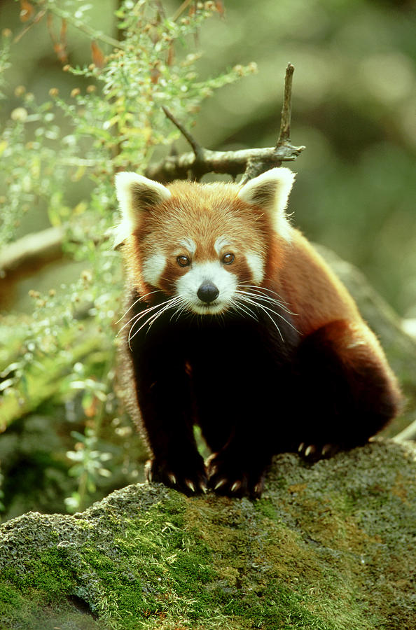 Red Panda Ailurus Fulgens Photograph by Adam Jones