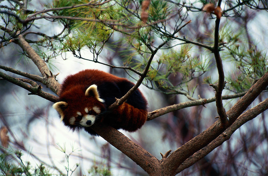 Red Panda Ailurus Fulgens In Tree, China Photograph by Art Wolfe