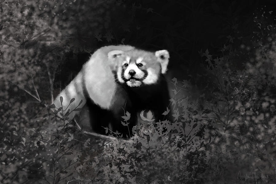 Red Panda Digital Art by Angela Murdock