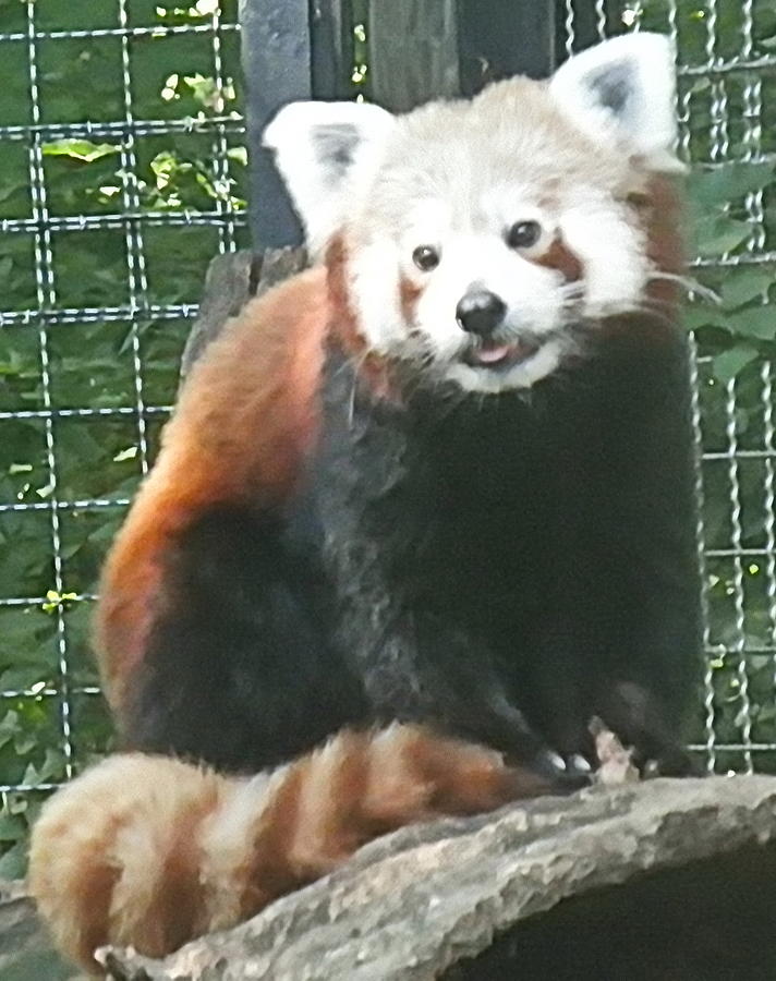 Red Panda by Barbara Keith Red Panda by Barbara Keith