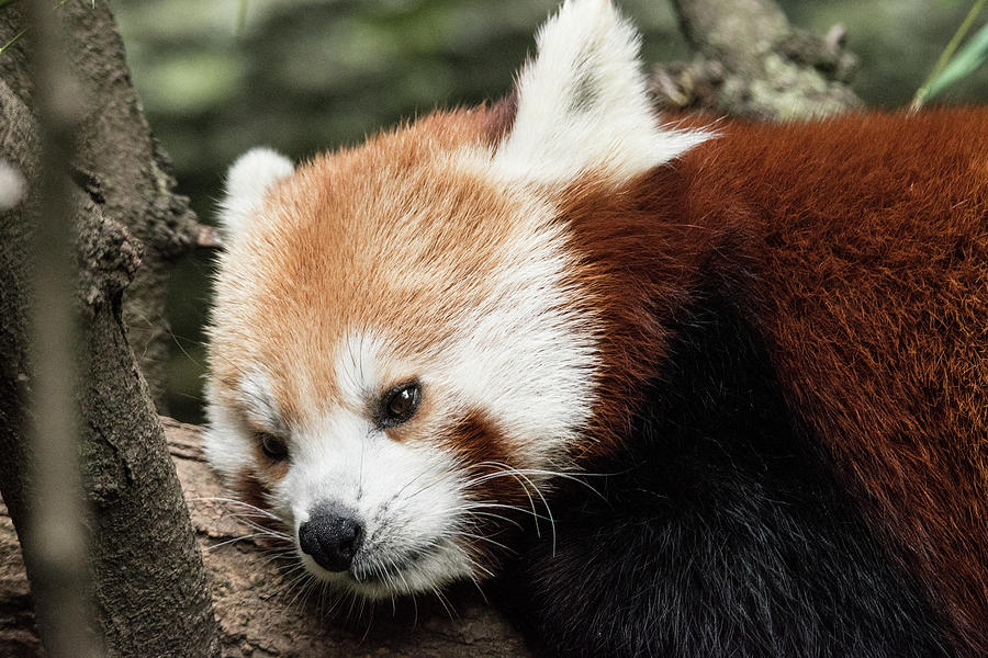 Red Panda Brz 17 Photograph by Robert Michaud - Fine Art America