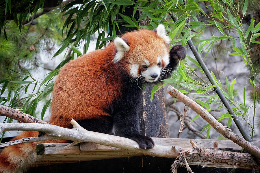 Red Panda Photograph by Catherine Reading