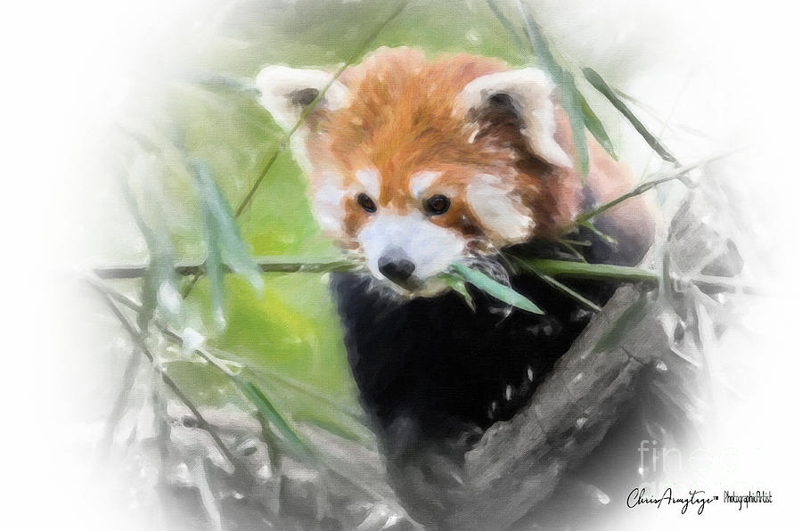 Red Panda Painting by Chris Armytage