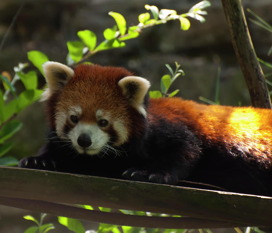 Animal Photograph - Red Panda by Flees Photos