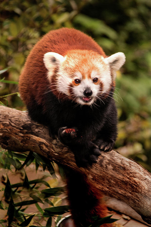Red Panda DC Zoo Photograph by Don Johnson