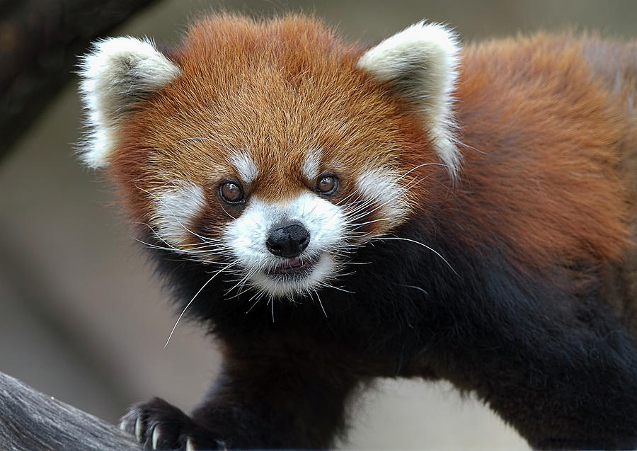 Red Panda Photograph by Galloimages Online - Fine Art America