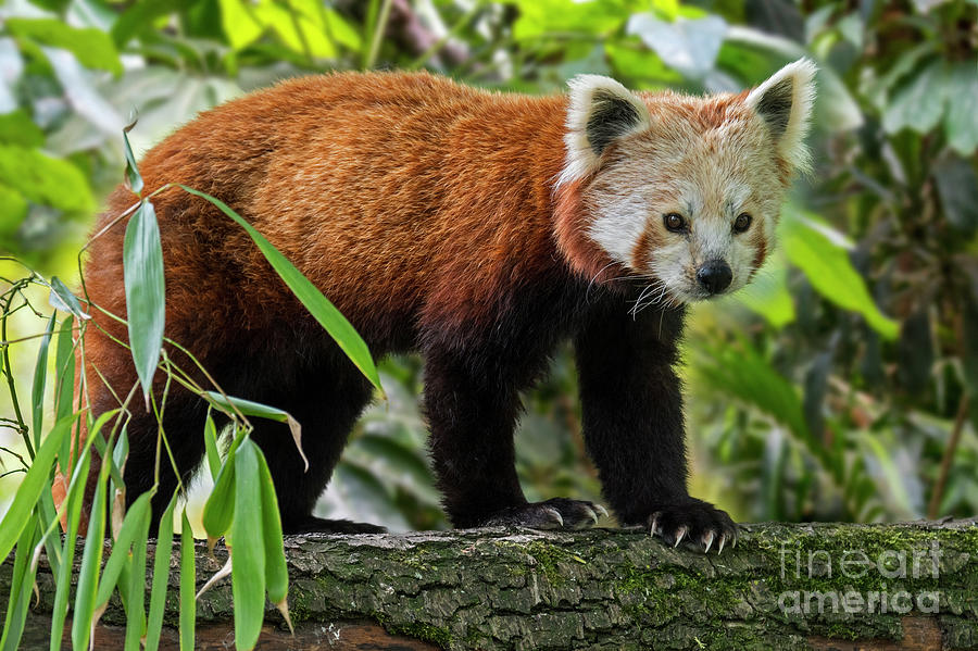 Red Panda in Tree Photograph by Arterra Picture Library