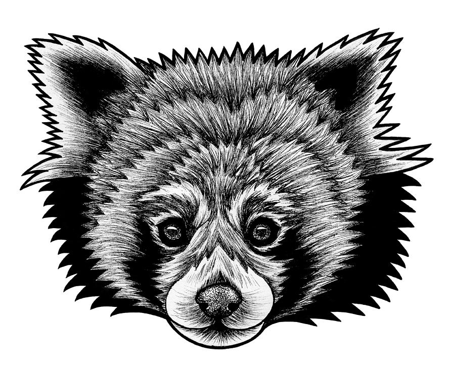 Animal Drawing - Red panda - ink illustration by Loren Dowding