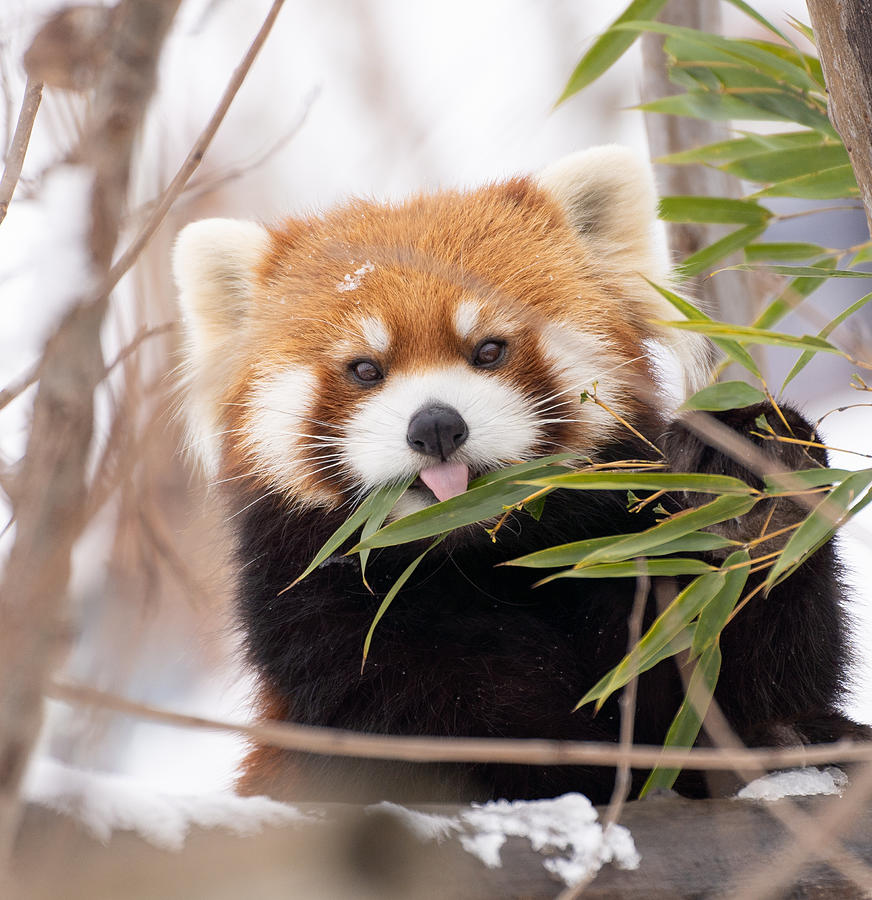 Winter Photograph - Red Panda by Kondou Kazumasa