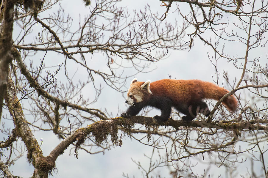 Red Panda, Singalila National Park, West Bengal, India Photograph by Ben  Cranke /  - Pixels
