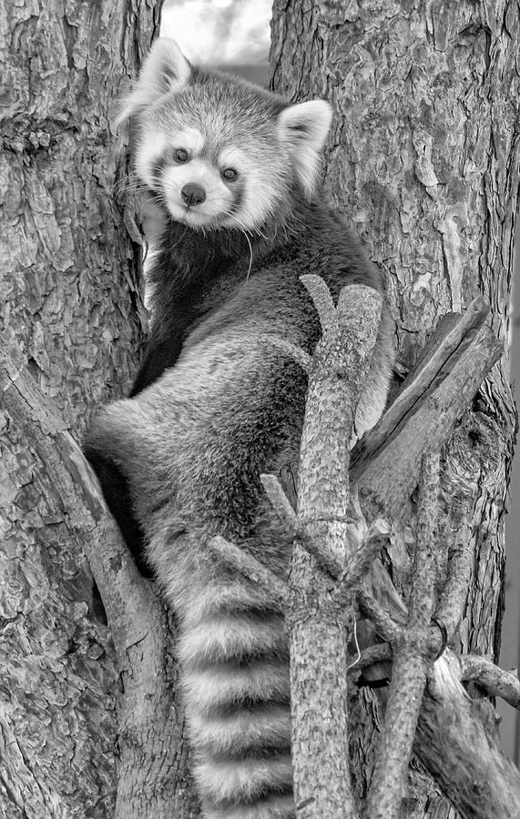 Red Panda - Version 2 bw Photograph by Steve Harrington