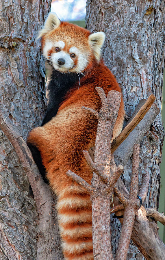 Red Panda - Version 2 Photograph by Steve Harrington