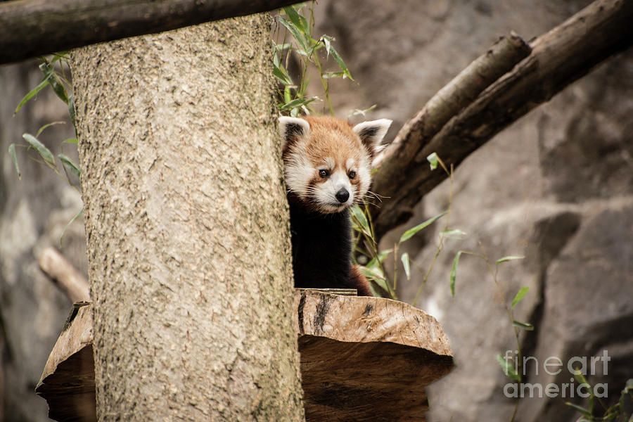 Red Panda-why Are They Looking At Me Photograph by Judy Wolinsky