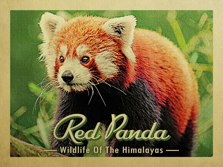 Red Panda - Wildlife Of The Himalayas Digital Art by Flo Karp
