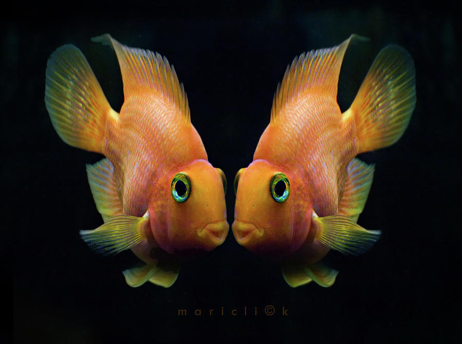 Fish Photograph - Red Parrot Fish by Mariclick Photography
