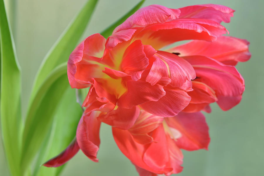 Red Parrot Tulip Photograph By Cora Niele Pixels 