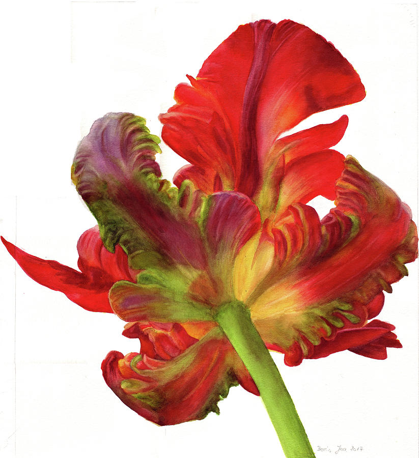 Flower Painting - Red Parrot Tulip by Doris Joa