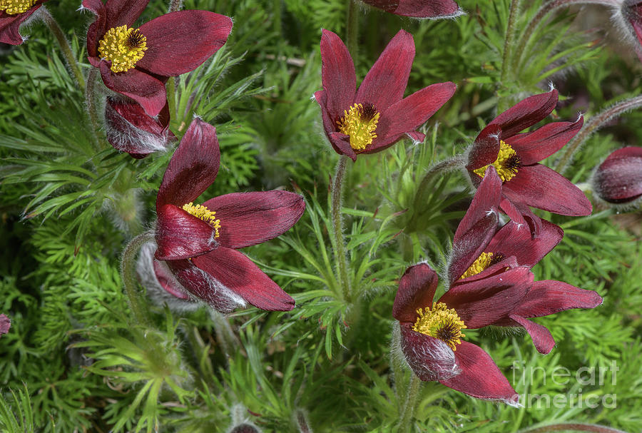 Nature Photograph - Red Pasque Flower (pulsatilla Rubra) by Bob Gibbons/science Photo Library