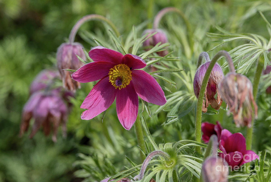 Nature Photograph - Red Pasque Flower (pulsatilla Vulgaris rubra) by Bob Gibbons/science Photo Library