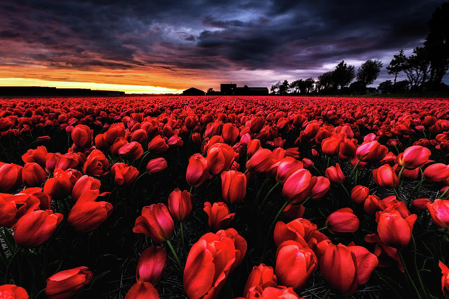 Red passion Photograph by Jorge Maia