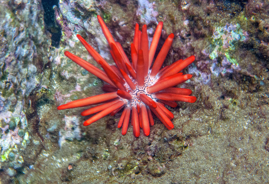 Red Pencil Urchin Photograph by Anthony Jones