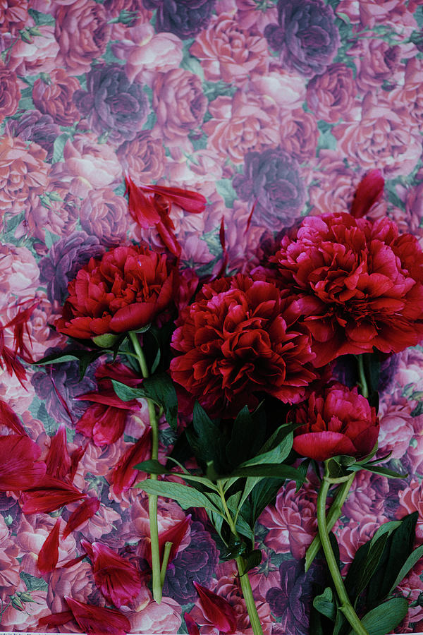 Red Peonies On Floral Background Photograph by Katrin Winner