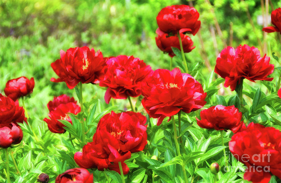 Red Peonis ..painted by Elaine Manley Red Peonis ..painted by Elaine Manley