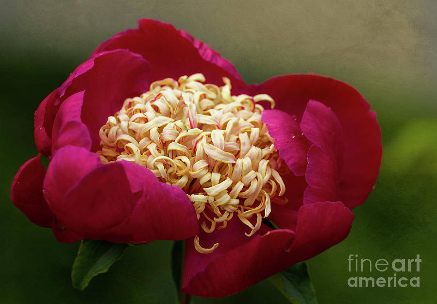 Red Peony Photograph by Ann Jacobson