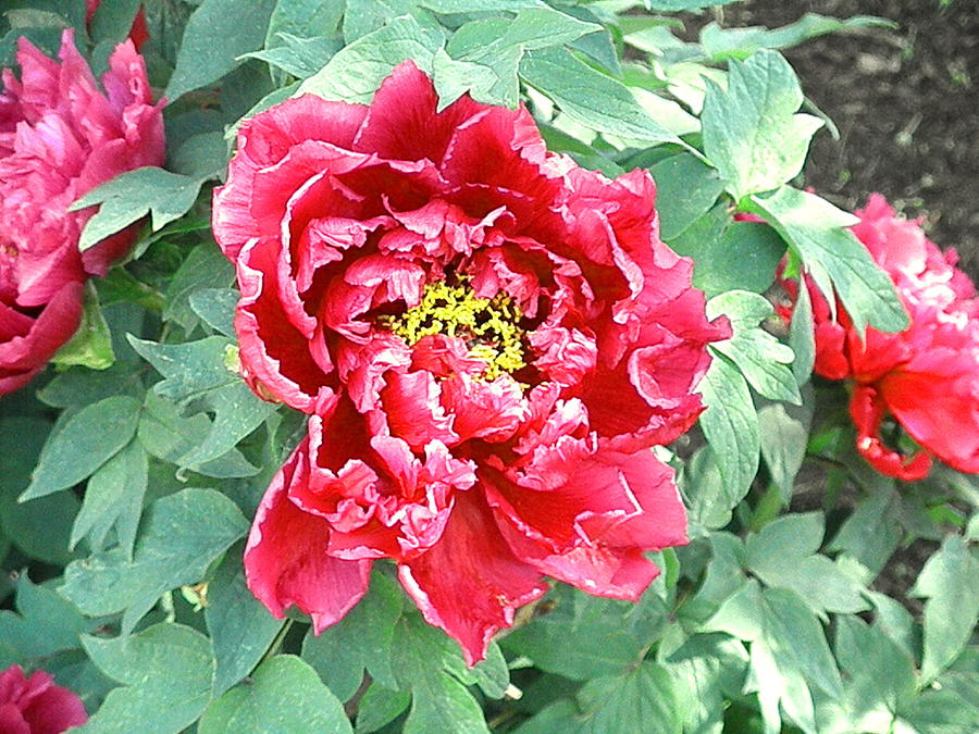 Red Peony by Barbara Keith Red Peony by Barbara Keith