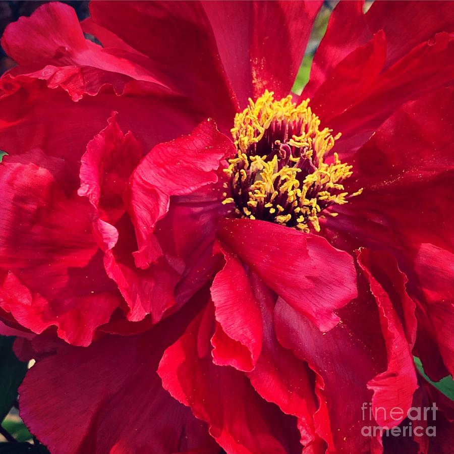 Red Peony  Photograph by HD Connelly