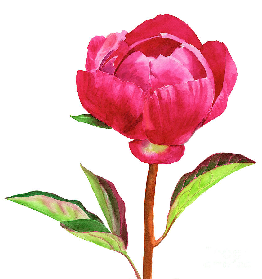 Red Peony with Leaves Painting by Sharon Freeman