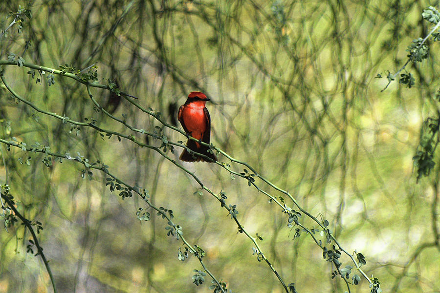 Tucson Photograph - Red Perched Bird by Chance Kafka