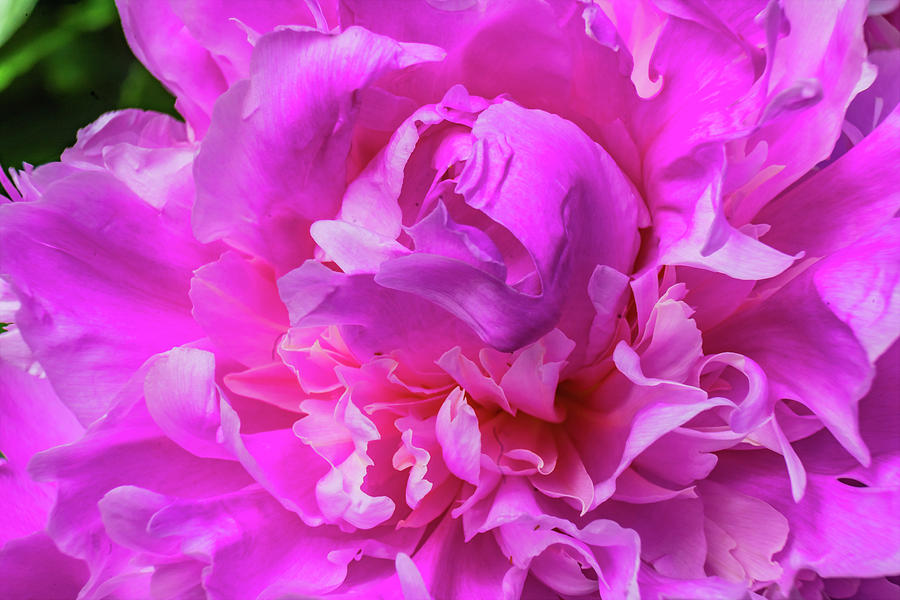 Red Petals Of Peony Flower Photograph by William Perry - Fine Art America