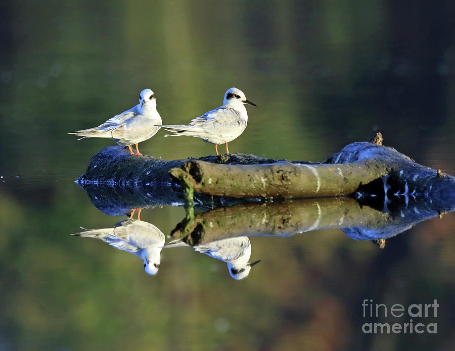 Forsters Tern 124 Photograph By Steve Gass Pixels 6360