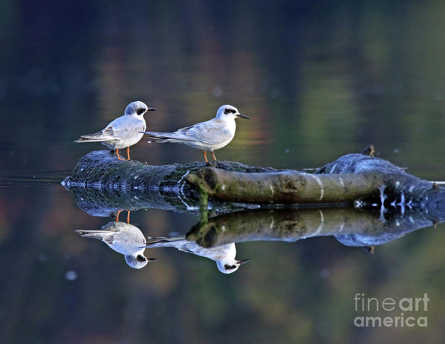 Forsters Tern Pair Photograph By Steve Gass Fine Art America 9075