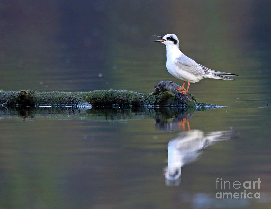 Forsters Tern Shorebird Photograph By Steve Gass Fine Art America 1616