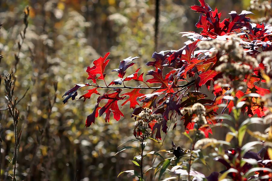 Red Pin Oak Leaves by AJP Red Pin Oak Leaves by AJP